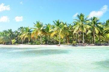 Fototapeta premium Summer nature scene. Tropical beach with palm trees