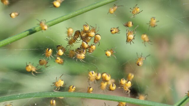 viele frisch geschlüpfte spinnen krabbeln in einem spinnennetz auf einer wiese