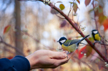 a man feeds a chickadee with his hand. a bird on the arm. beautiful tit. man and bird.