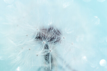 Fototapeta premium Abstract floral background with parachutes of dandelion macro close-up. Soft focus. Dreamy bokeh on blue backdrop