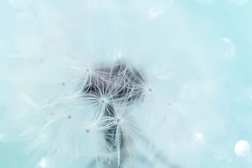 Rolgordijnen Abstract floral background with parachutes of dandelion macro close-up. Soft focus. Dreamy bokeh on blue backdrop © Kulynych