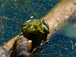 Edible frog  (Pelophylax kl. esculentus). Frog on the branch. 
Common water frog. Frog in the algae
