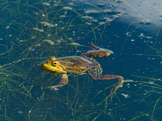 Edible frog  (Pelophylax kl. esculentus). Frog in the pond. 
Common water frog. Frog in the algae