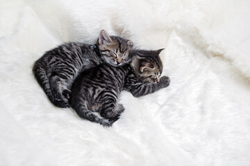 Two sleeping kittens on soft fur blanket. © Veresovich