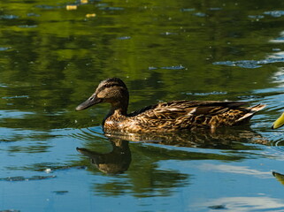 The mallard (Anas platyrhynchos). Duck in the pond. Swiming duck 