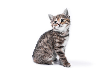 Fototapeta premium Funny small cute kitten on white background with copy space.