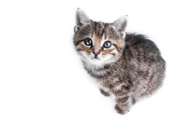 Funny small cute kitten on white background with copy space.