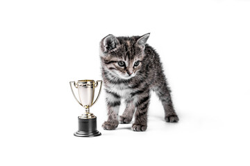 Little kitten with a winner cup or trophy on white background.