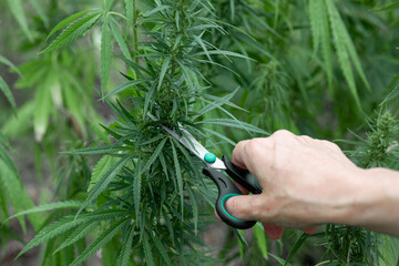 Women's hand cut off a marijuana bush with scissors. Cannabis plantation