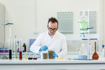 Fototapeta premium Scientist spilling hemp out of laboratory spoon