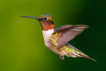 Ruby-throated Hummingbird