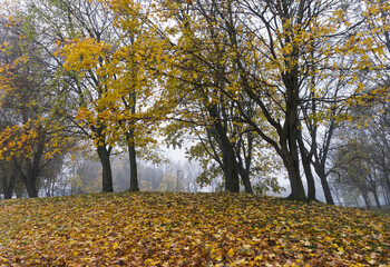 Misty autumn morning with fallen leaves