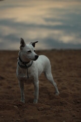 Dog near the lake evening