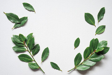 Green laurel twigs for eco cookery concept. Copy space.