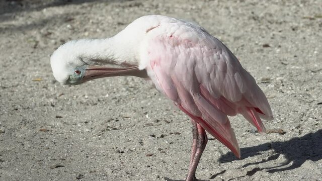 Roseate Spoonbill tropical water bill; pink and white plumage, preens feathers in sanctuary, west coast of Florida.