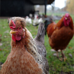 Meadow with only bantam roosters. In the front an unusual colored Sulmtaler bantam looking in the camera. Out of focus a Wyandotte bantam. In the distance a shed with other chickens.