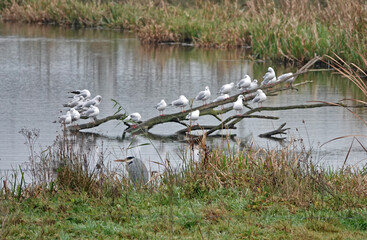 Seagulls sitting on a fallen tree in the river.  A heron tries to hide on the waterfront. 