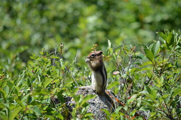 Golden Mantled Ground Squirrel sitting on a rock in Jasper National Park.