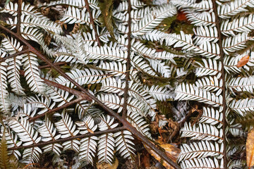 New Zealand Silver Fern (Alsophila dealbata) Ponga branches background texture