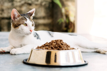 American wirehair male cat resting looking away after eat feline cat.