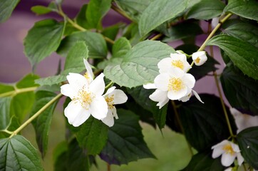 jasmine in bloom, jasmine bush