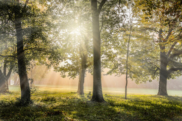 Foresta illuminata