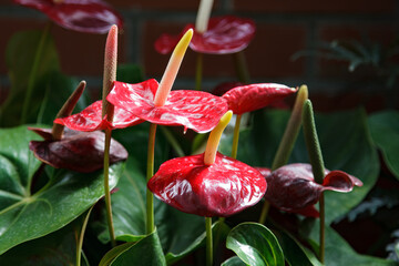Flamingo Lily (anthurium) flowering in New Zealand