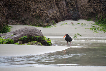 Variable Oystercatcher (Haematopus unicolor)