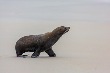 New Zealand Fur Seal (Arctocephalus forsteri)