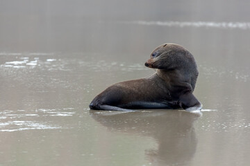 Fototapeta premium New Zealand Fur Seal (Arctocephalus forsteri)