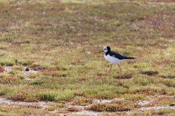 Black-Winged Stilt (Himantopus himantopus) walking over wetlands at low tide