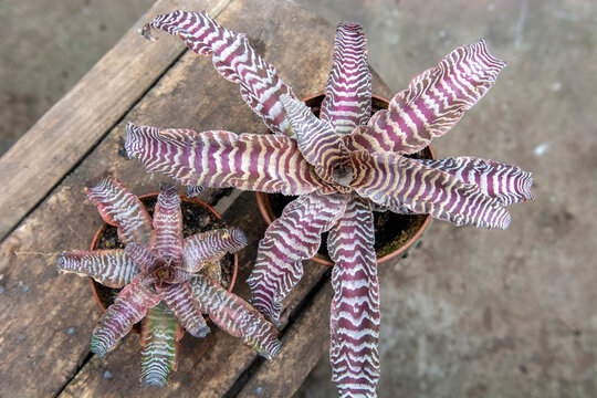 Beautiful Cryptanthus plants