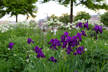 Purple iris blossom flowers in city flower bed, decoration green fresh plant