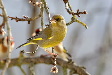 The European greenfinch (Chloris chloris) male on tree branch