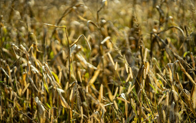 late summer field, northern balkans