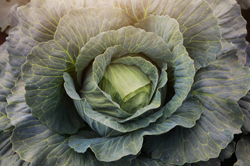 Obraz premium Cabbage head close-up. The season of picking vegetables. Agricultural industry.Concept of farming and growing vegetables.Top view.