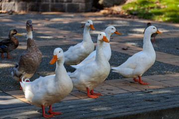White domesticated ducks by a pond in New Zealand