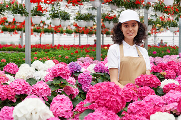 Portrait of smiling cute young woman with curly hair in white cap and beige apron standing among beautiful pink hydrangea. Concept of large modern greenhouse with different pot flowers.