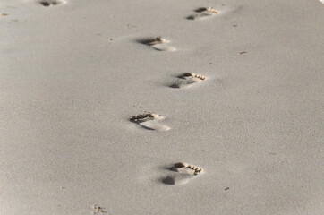 Fototapeta na wymiar Footmarks on the sandy beach.