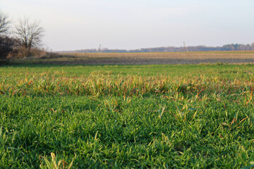 field of wheat and sky