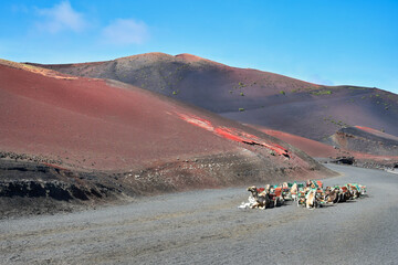 Beautiful volcanic landscape at the Timanfaya National Park. Camels waiting for the next tourist ride. Lanzarote, Spain.