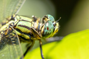 dragonfly on a leaf macro close up
