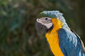 Blue-and-yellow macaw portrait (Ara ararauna)