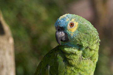 Amazon parrot portrait selective focus