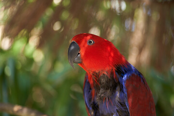 Eclectus parrot Portrait selective focus
