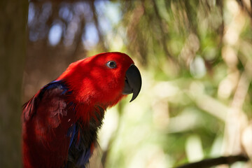 Eclectus parrot Portrait selective focus

