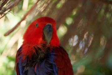 Eclectus parrot Portrait selective focus

