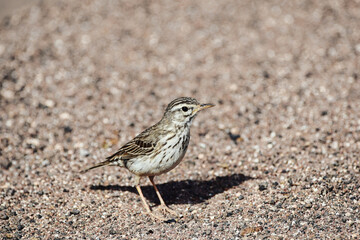 A Berthelot's pipit (Anthus berthelothii) in Lanzarote, Canary Islands, Spain, sitting on the ground.