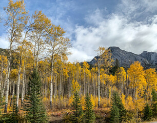 Beautiful yellow larch trees in autumn on the Bow Valley Parkway