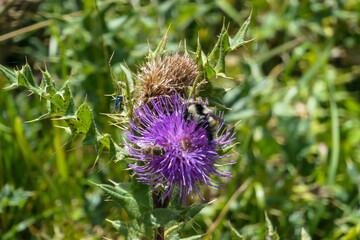 A close up view on a  a thistle flower on an alpine meadow in the Greater Caucasus Mountain Range in Georgia, Kazbegi Region. The blossoming flowers have fresh purple color.